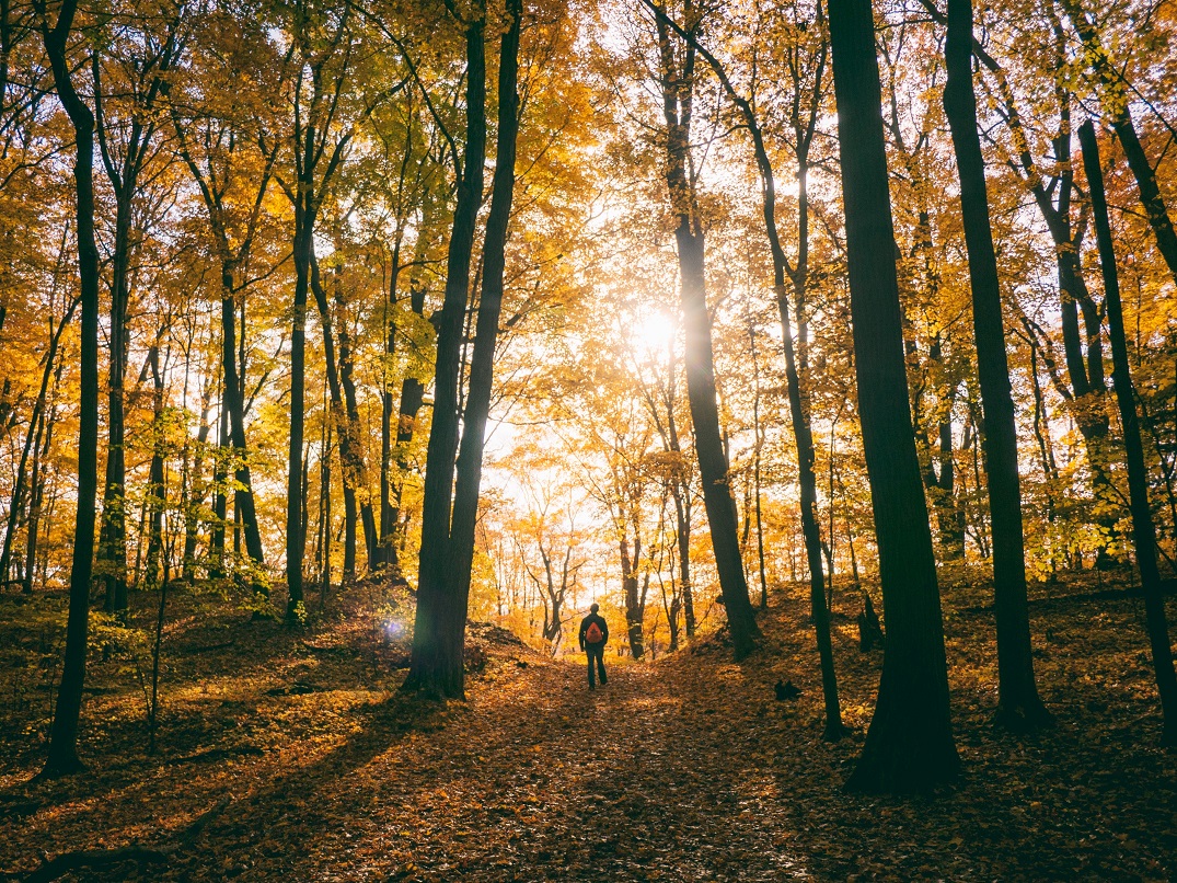 Rewild Wellness Thanksgiving forest therapy walk