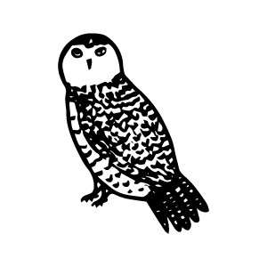 Illustration of an owl
